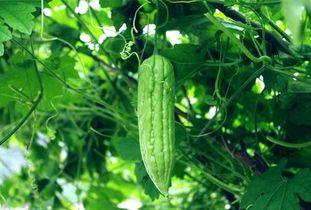 每日吃瓜必吃瓜,紧跟热点，畅享瓜界盛宴