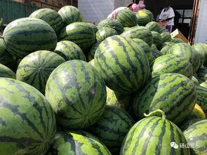 砀山直播吃瓜现场,一场视觉与味蕾的双重盛宴