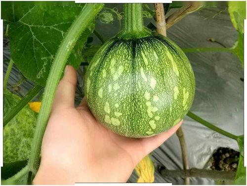 河南职高吃瓜,揭秘校园里的“瓜田”风云