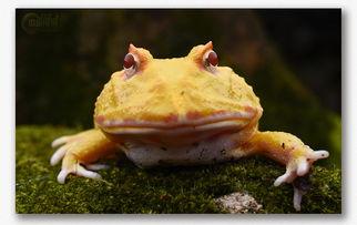 瓜哥吃瓜动物,揭秘动物界的“吃瓜群众”现象