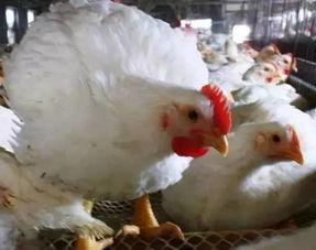 是不是白鸡瓜不叫吃,为何不叫吃之谜