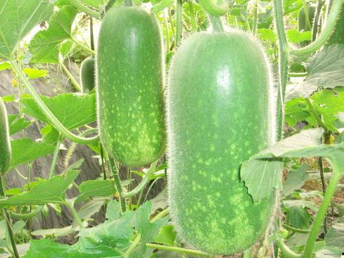 吃冬瓜在吃涡瓜行吗,同食可否？营养与口感大揭秘