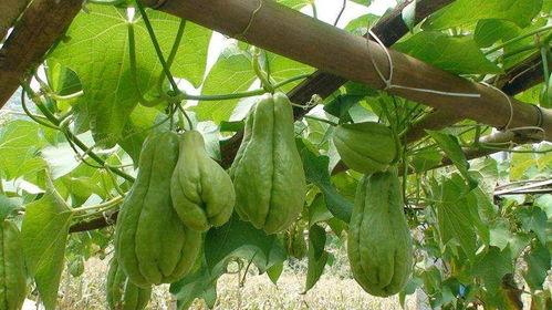 老人吃佛手瓜,老人常食佛手瓜，健康长寿有保障